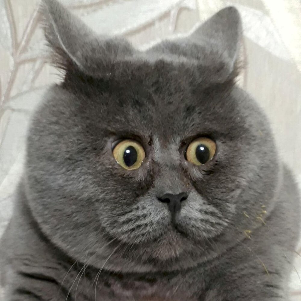 Hey